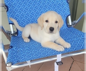 Labrador Retriever Puppy for sale in SANTA CLARITA, CA, USA