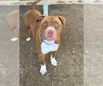 Small American Pit Bull Terrier