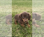 Small #1 Dachshund