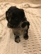 Small #6 Aussiedoodle-Poodle (Standard) Mix