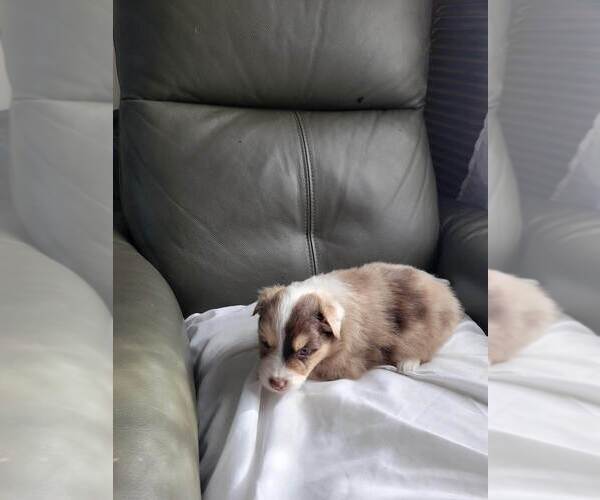 Medium Photo #3 Miniature Australian Shepherd Puppy For Sale in WILLIAMSBURG, CO, USA