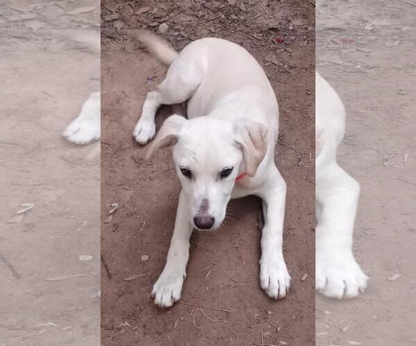 Medium Photo #7 Labrador Retriever-Unknown Mix Puppy For Sale in The Woodlands, TX, USA