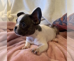 Small Photo #1 French Bulldog Puppy For Sale in JOHNS ISLAND, SC, USA