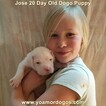 Small Photo #216 Dogo Argentino Puppy For Sale in JANE, MO, USA