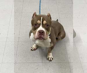 Mutt Dogs for adoption in Low Moor, VA, USA