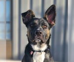 Small #7 American Pit Bull Terrier-German Shepherd Dog Mix
