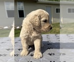 Small Photo #15 Goldendoodle Puppy For Sale in HOWARD CITY, MI, USA