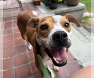 Mutt Dogs for adoption in Decatur, GA, USA