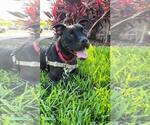 Small Photo #10 Mutt Puppy For Sale in Pompano Beach , FL, USA