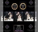 Puppy AKC Valencia CL Cavalier King Charles Spaniel