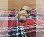 Image preview for Ad Listing. Nickname: Honey