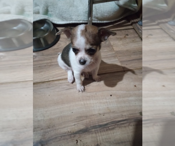 Medium Photo #4 Chihuahua Puppy For Sale in SHALLOTTE, NC, USA