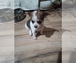 Small Photo #4 Chihuahua Puppy For Sale in SHALLOTTE, NC, USA