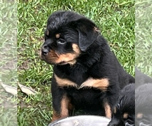 Rottweiler Puppy for Sale in HUNTINGTN STA, New York USA