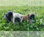 Small Photo #1 Shih Tzu Puppy For Sale in MOUNTAIN GROVE, MO, USA