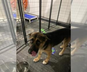 German Shepherd Dog Dogs for adoption in Bakersfield, CA, USA