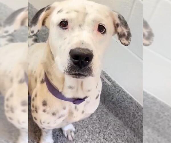 Medium Photo #2 Dalmatian-Unknown Mix Puppy For Sale in Houston, TX, USA
