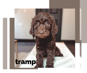 Goldendoodle Puppy for sale in JACKSON, MO, USA