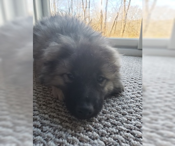 Medium Photo #2 Keeshond Puppy For Sale in WANAQUE, NJ, USA
