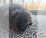 Small Photo #2 Keeshond Puppy For Sale in WANAQUE, NJ, USA