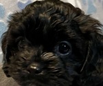 Puppy 2 Cavapoo (Miniature)