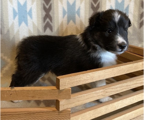 Medium Photo #8 Shetland Sheepdog Puppy For Sale in FORT MORGAN, CO, USA
