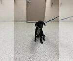 Small Labrador Retriever Mix