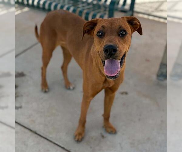 Medium Photo #1 Rhodesian Ridgeback-Unknown Mix Puppy For Sale in Modesto, CA, USA