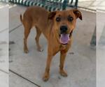 Small Rhodesian Ridgeback Mix