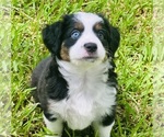 Puppy Puppy 4 Miniature Australian Shepherd