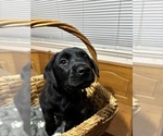 Small #2 Labrador Retriever
