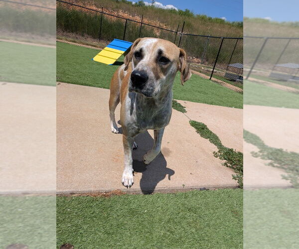 Medium Photo #12 Mutt Puppy For Sale in Vail, AZ, USA