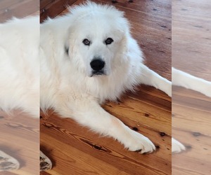 Great Pyrenees Dog for Adoption in HARTWELL, Georgia USA