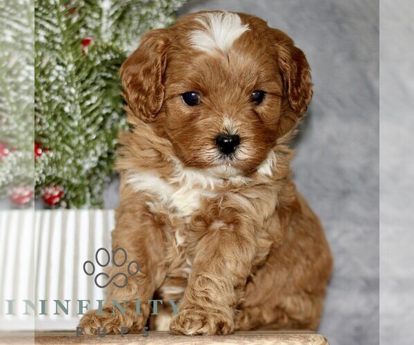 Medium Photo #1 Cavapoo Puppy For Sale in BIRD IN HAND, PA, USA