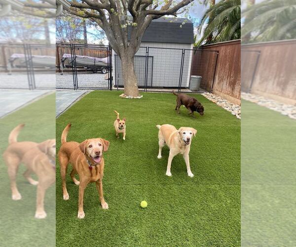 Medium Photo #4 Labrador Retriever Puppy For Sale in Clovis, CA, USA