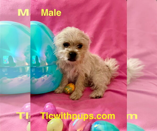 Medium Photo #10 Pug-A-Poo Puppy For Sale in Colton, CA, USA