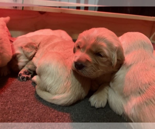 Medium Photo #4 Golden Retriever Puppy For Sale in CADDO MILLS, TX, USA