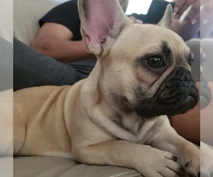 Mother of the French Bulldog puppies born on 01/06/2023
