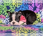 Small Photo #4 Boston Terrier Puppy For Sale in COCHRANVILLE, PA, USA