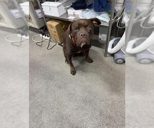 Labrador Retriever-Unknown Mix Dogs for adoption in Forestville, MD, USA