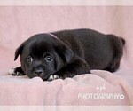 Small #2 Jug-Shiba Inu Mix