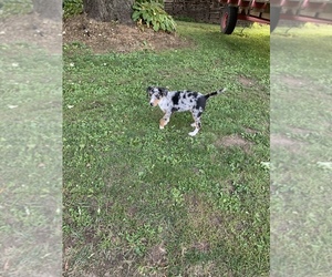 Australian Cattle Dog-Border Collie Mix Puppy for sale in EDEN, NY, USA