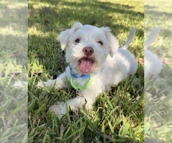 Medium Photo #2 Mutt Puppy For Sale in San Leon, TX, USA