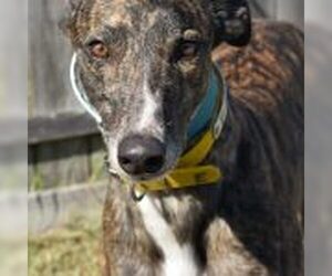 Greyhound Dogs for adoption in Grandville, MI, USA