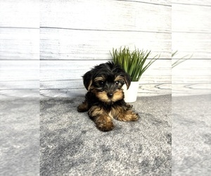 Yorkshire Terrier Puppy for sale in INDIANAPOLIS, IN, USA