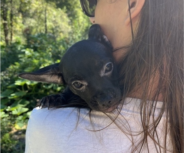 Medium Photo #61 French Bullhuahua Puppy For Sale in SPRAGGS, PA, USA