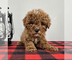 Cavapoo Puppy for sale in FRANKLIN, IN, USA