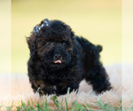 Small Photo #22 Poodle (Toy) Puppy For Sale in WARSAW, IN, USA