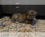 Puppy 3 Chow Chow-Siberian Husky Mix