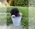 Puppy 2 Poovanese